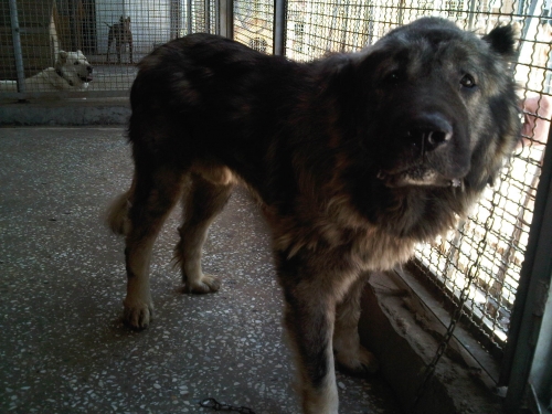 * გარდაცვლილები ქართული ნაგაზი