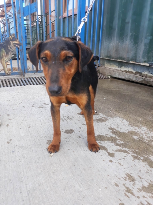 იაქტერიერი მარნეული