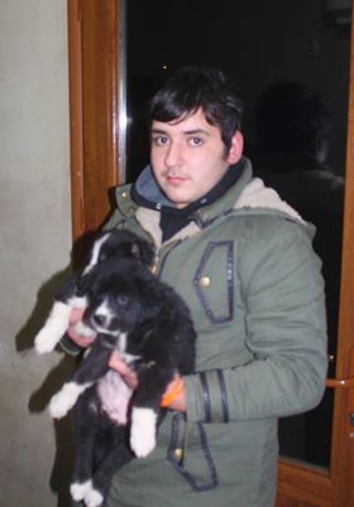 ქართული ქოფაკი უსახელო