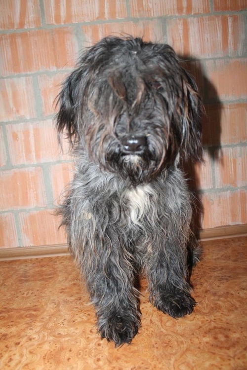 ბალონკა უსახელო