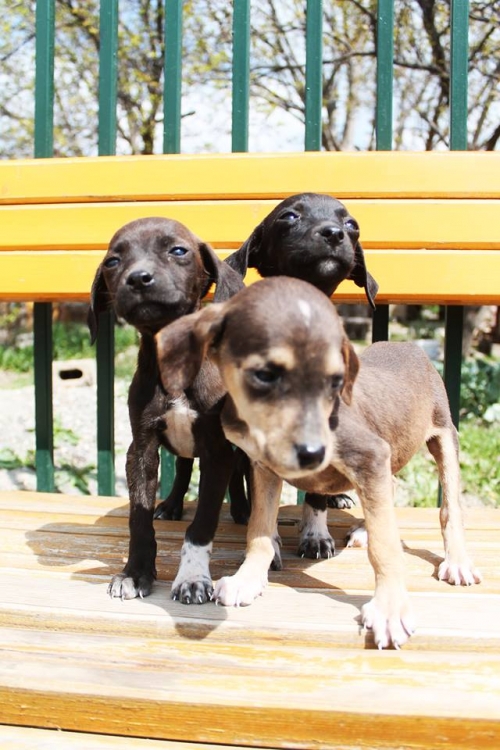 მეტისის ლეკვები უსახელო