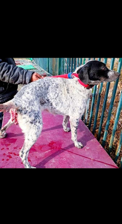 მეტისი უსახელო