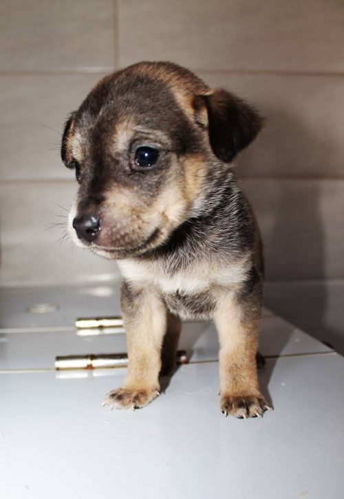 მეტისი უსახელო