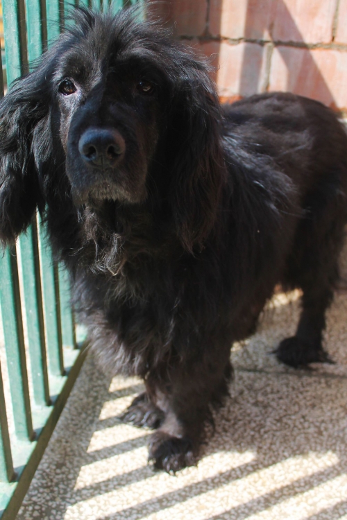 რუსული კოკერ სპანელი უსახელო