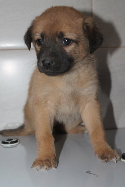 მეტისი უსახელო