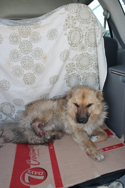 მეტისი უსახელო