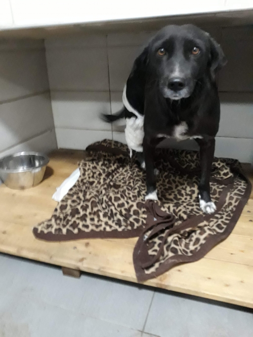 მეტისი უსახელო