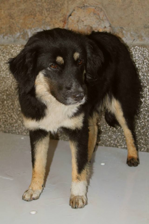 მეტისი უსახელო