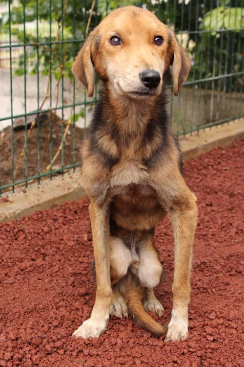 მეტისი უსახელო