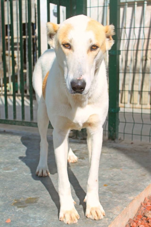 ქართული ქოფაკი უსახელო