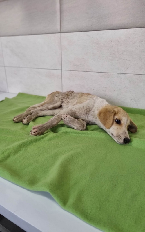 მეტისი მეტრომშენი