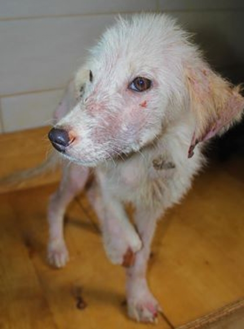 მეტისი უსახელო