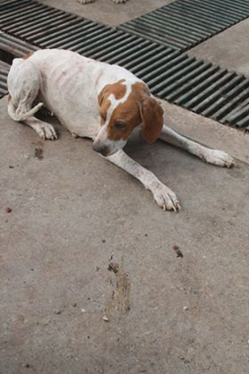 პოინტერი უსახელო