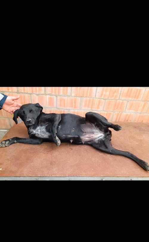 მეტისი ახმეტელის მეტრო