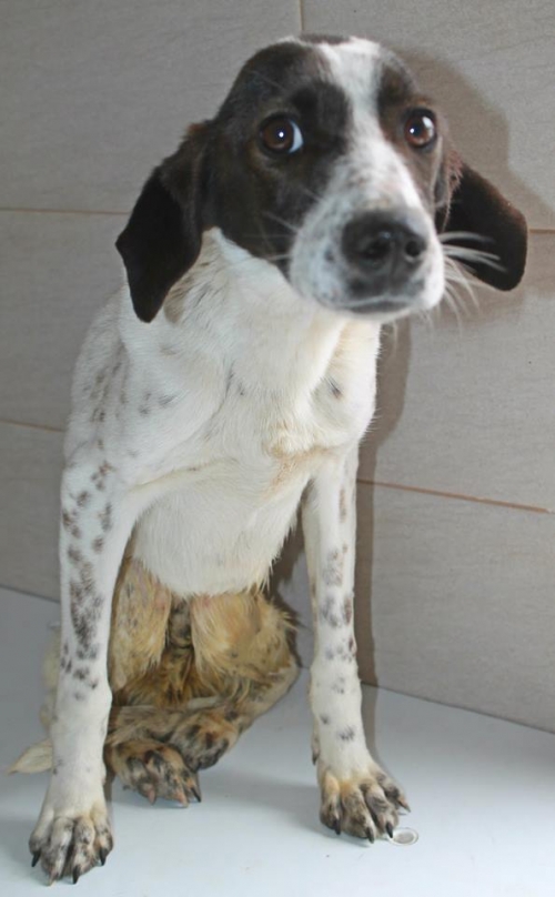 მეტისი უსახელო