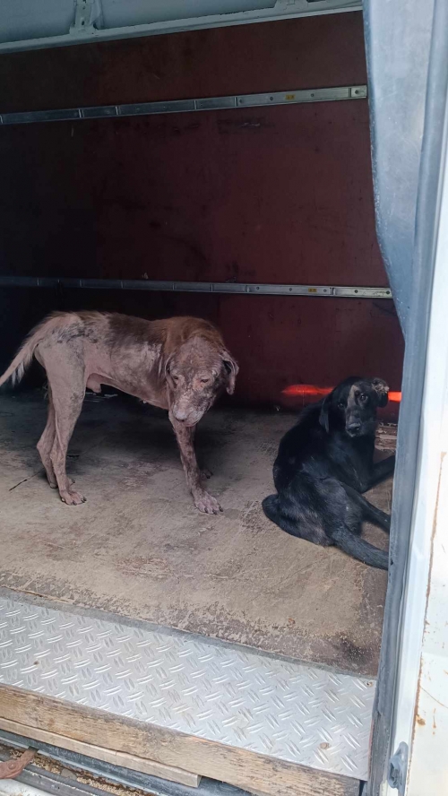 მეტისი ზესტაფონი