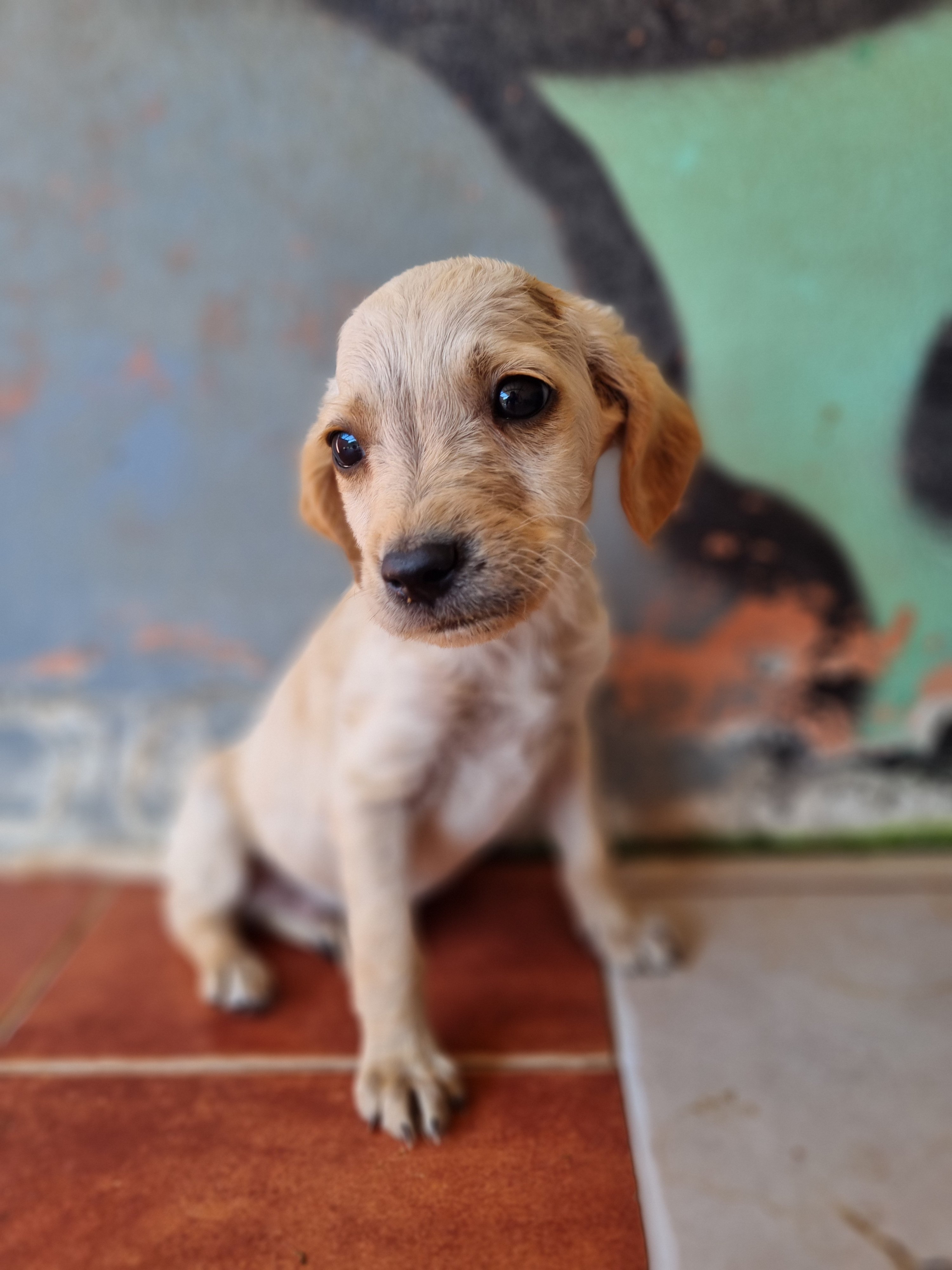 კოკერსპანიელის მეტისი. ჯიჯი