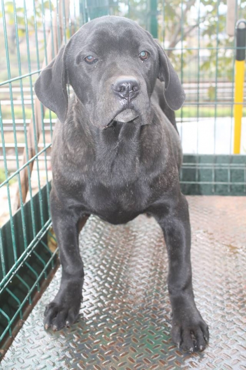 კანე კორსო ბოი