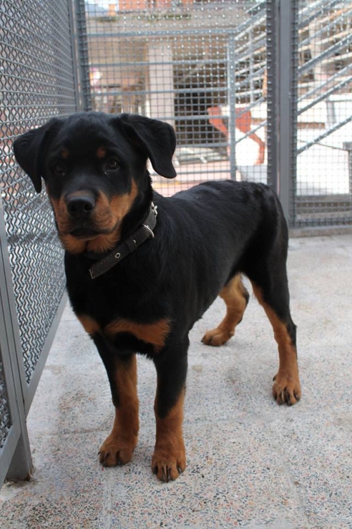 როტვეილერი უსახელო