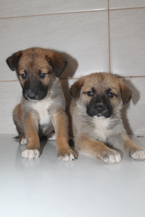 მეტისის ლეკვები უსახელო