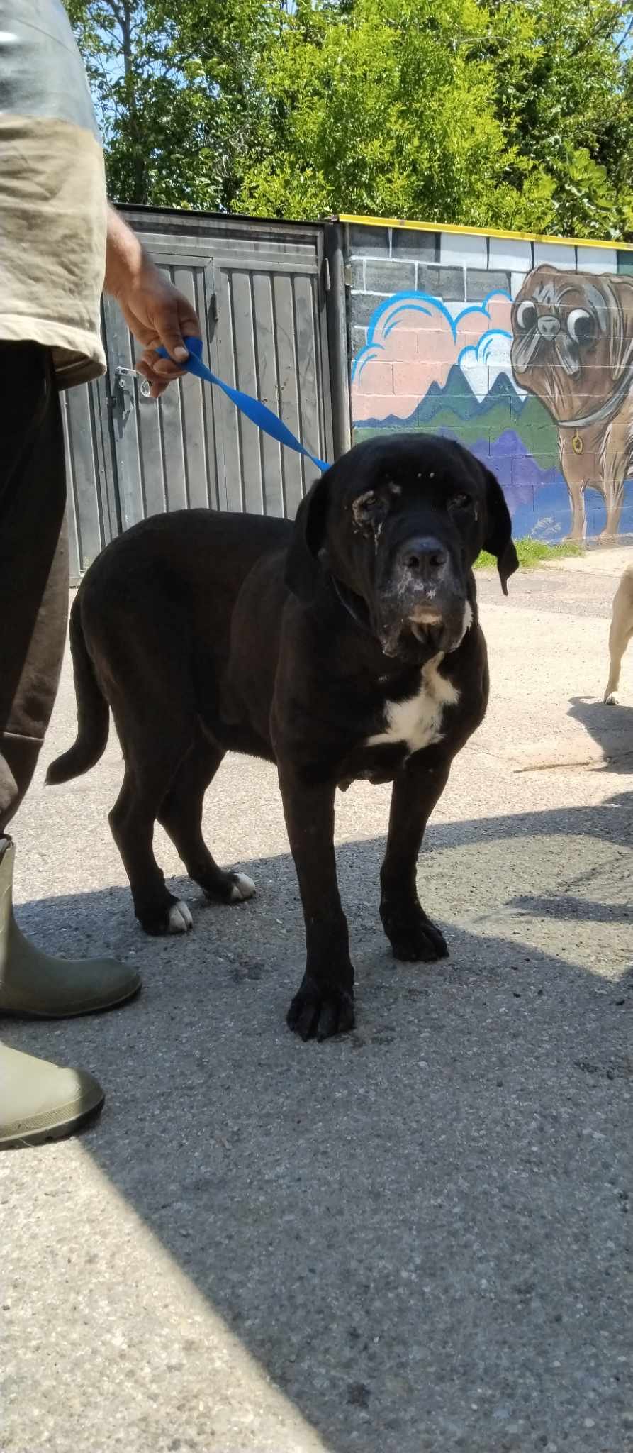 კანე კორსო. მაია