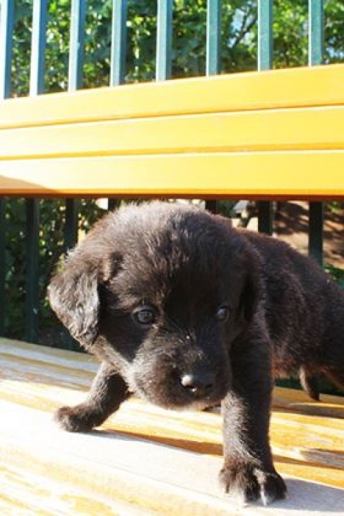 მეტისი უსახელო