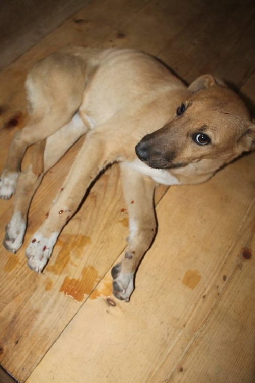 მეტისი უსახელო