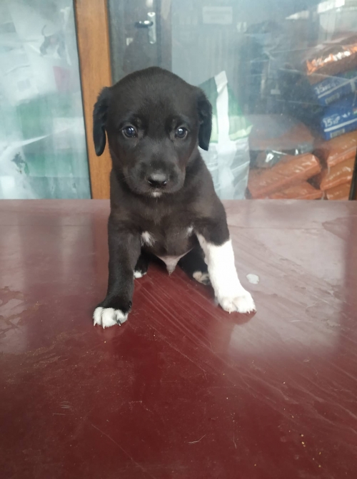 მეტისი ვარკეთილი