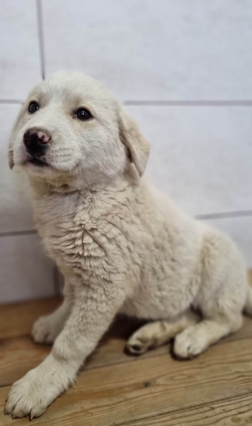 მეტისი ზაჰესი