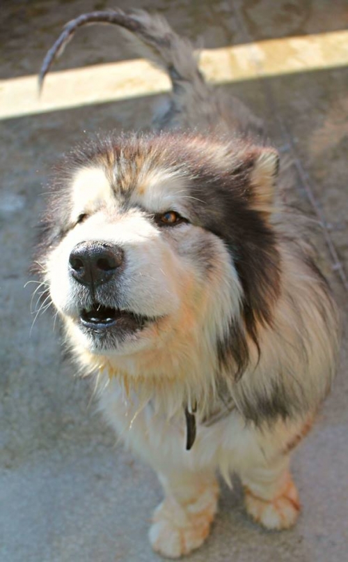 ალიასკის მალამუტი რემი