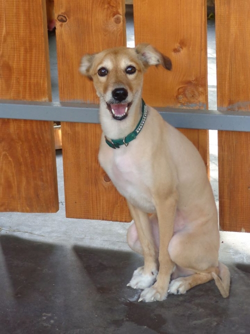 მეტისი ლესი