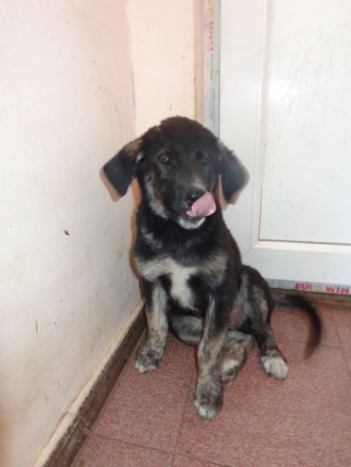 მეტისის ლეკვები უსახელო