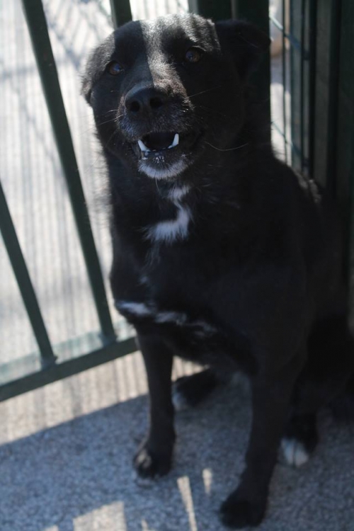 ნორვეგიული ლაიკა ელა