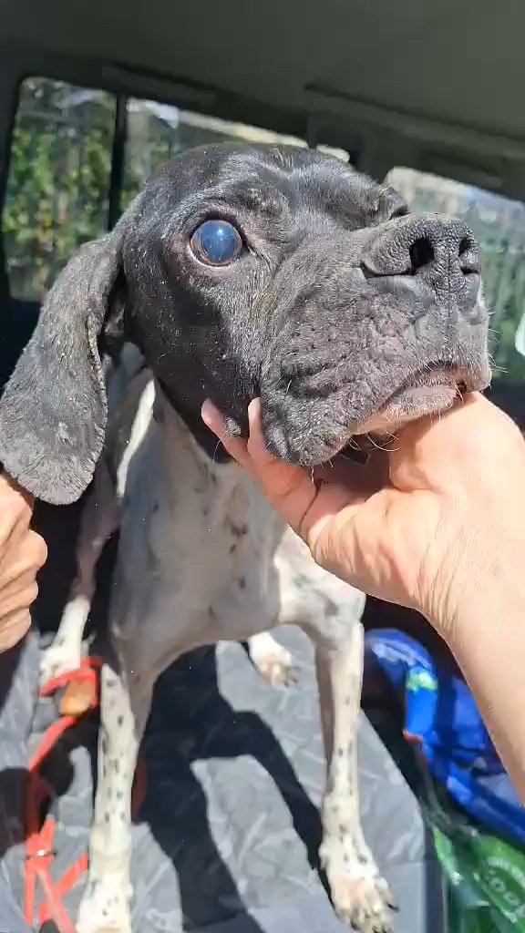 პოინტერი. ჭოპორტი