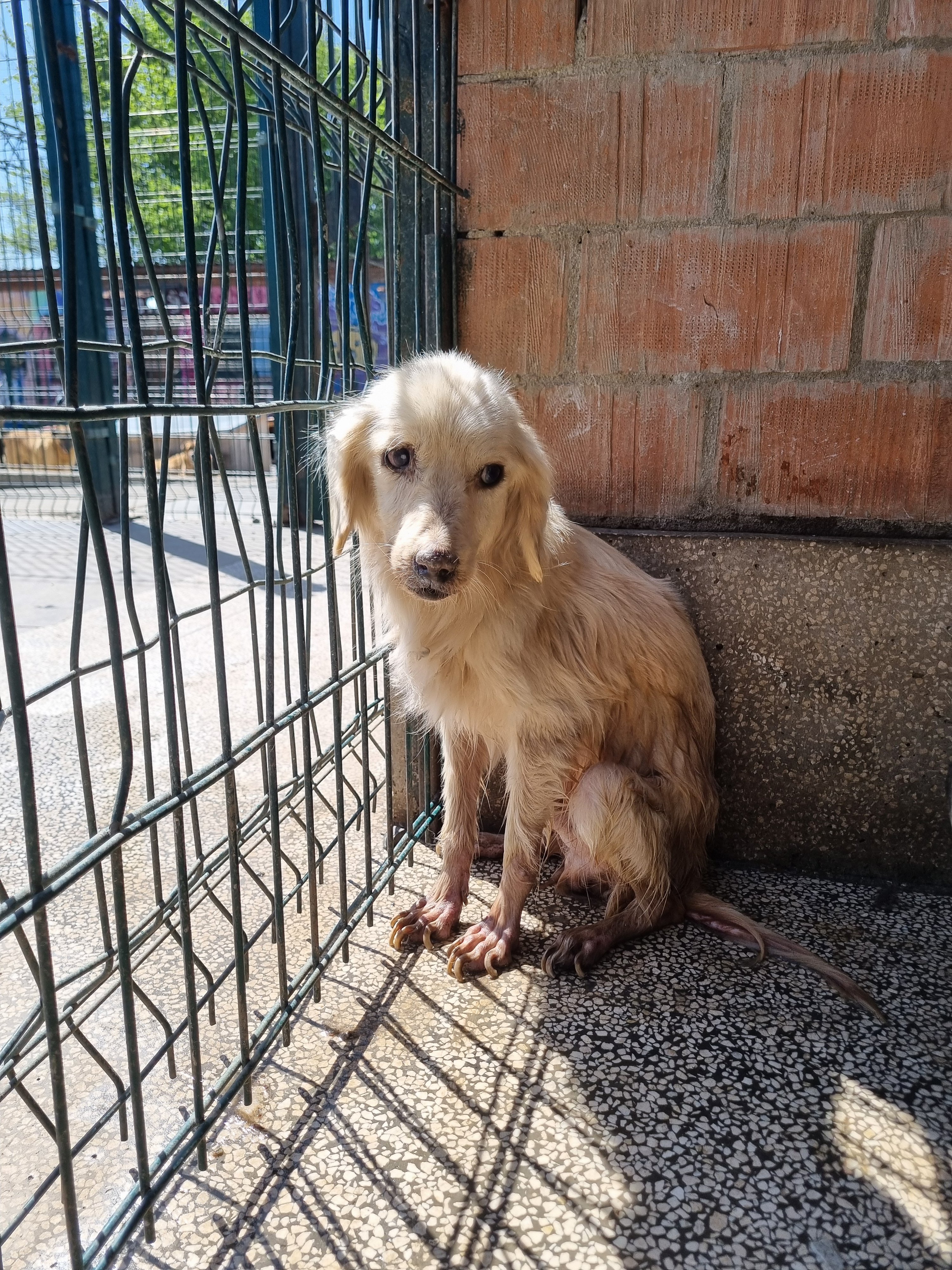 მეტისი. აფრიკა. ჯესი