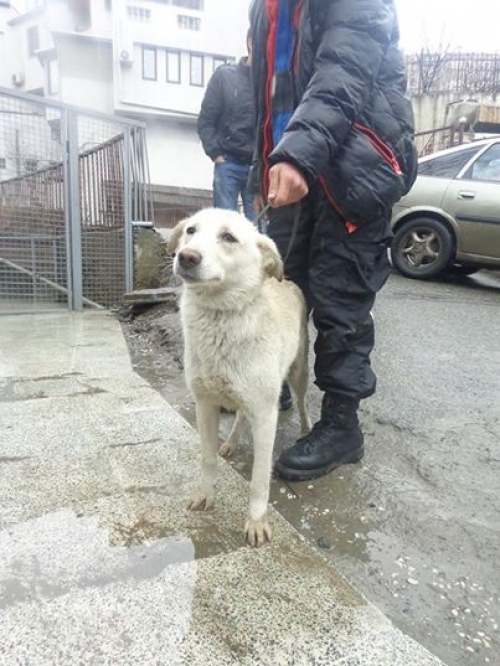 მეტისი უსახელო