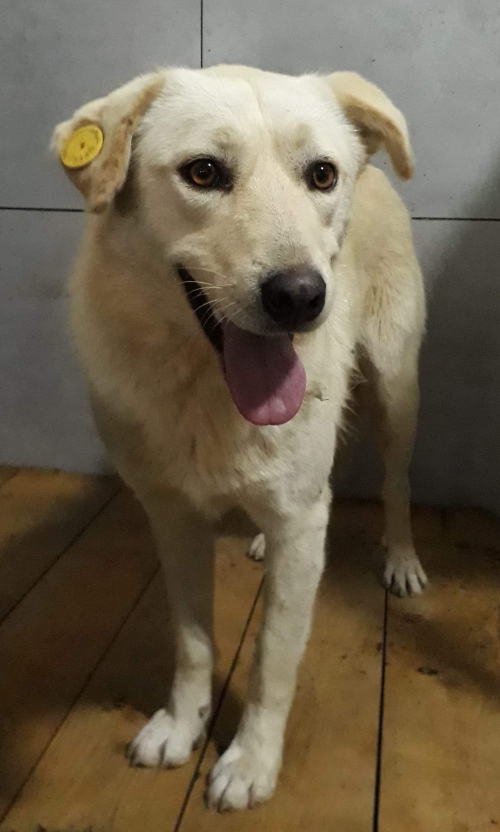 მეტისი უსახელო