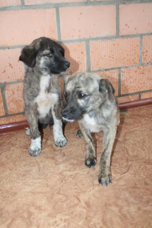 მეტისის ლეკვები უსახელო