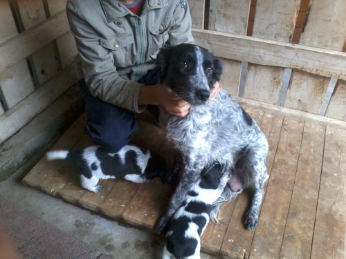 მეტისი სალი და ლეკვები