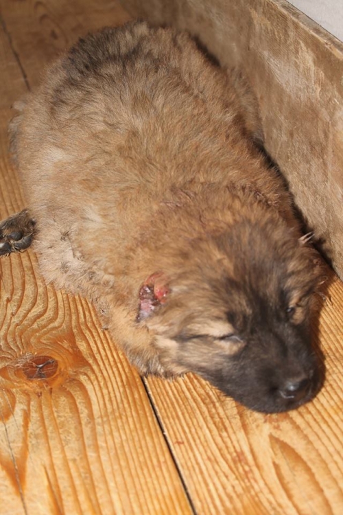 ქართული ქოფაკი უსახელო