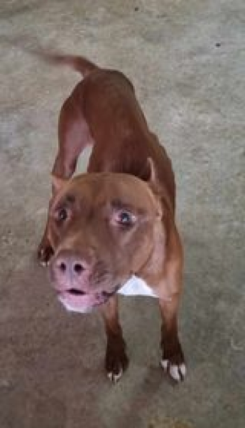 პიტი ლუსი