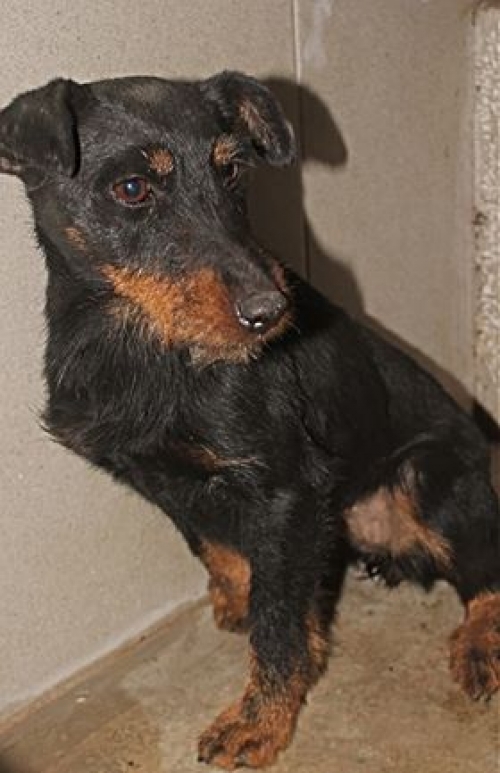 იაქტერიერი უსახელო