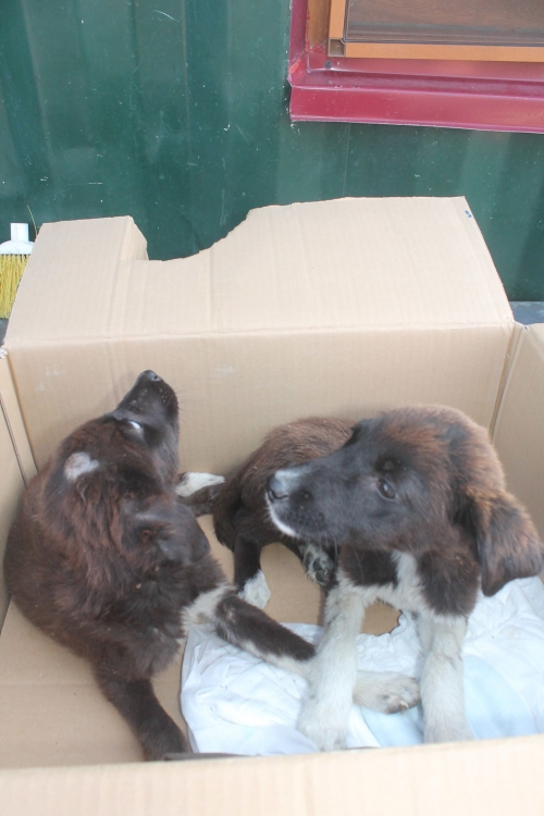 ქართული ქოფაკი უსახელო