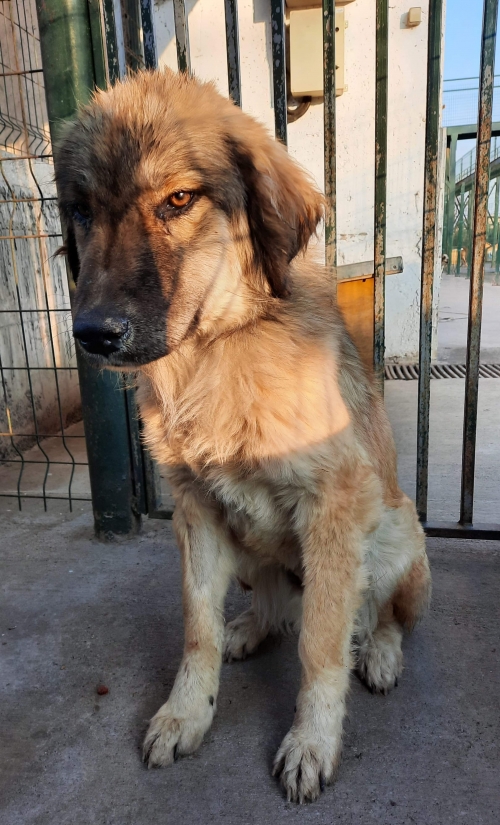 მეტისი ლილოს დასახლება