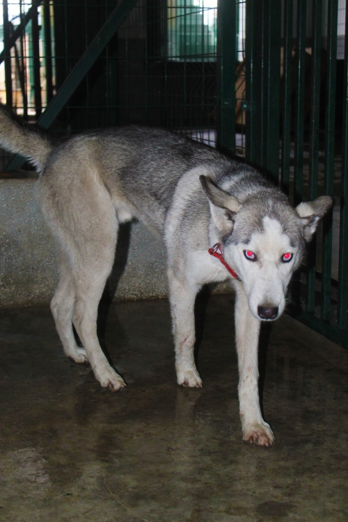 ლაიკა უსახელო