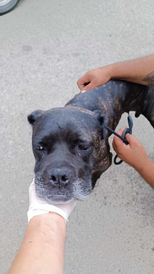 კანე კორსო ლაგოდეხი