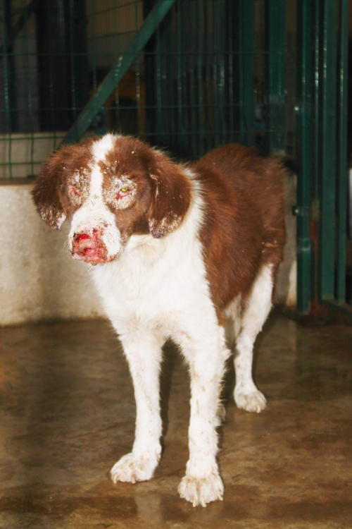 მეტისი უსახელო