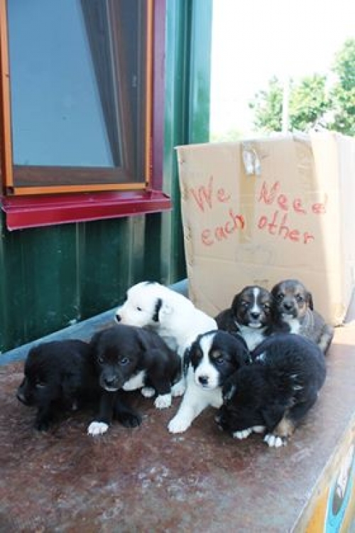 მეტისის ლეკვები უსახელო