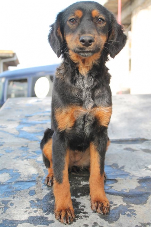 კოკერსპანელის მეტისი უსახელო