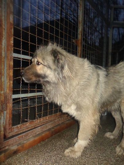 ქართული ნაგაზი ლედი